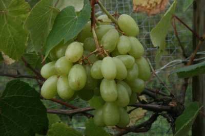Madeleine Sylvaner Grape Vines
