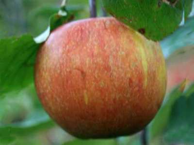 Adams Pearmain Apple Trees