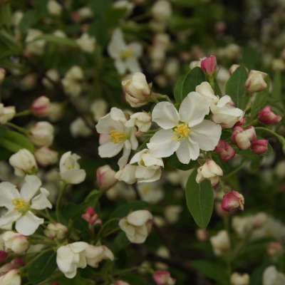 Adirondack Crab Apple Trees