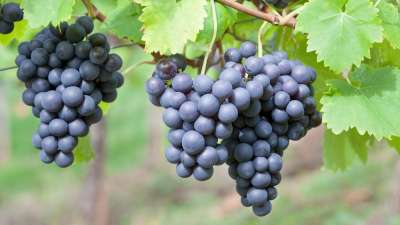 Alicante Grape Vines