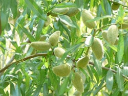 Ingrid Almond Tree