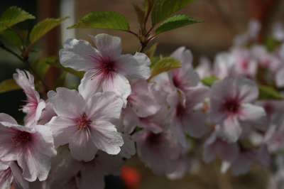 Dulcis Common Almond Tree