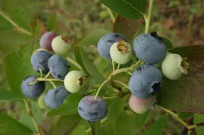 Amm Blue Blueberry Bushes