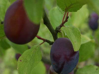 Angelina Burdett Plum Trees