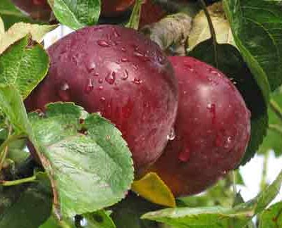 American Mother Apple Trees