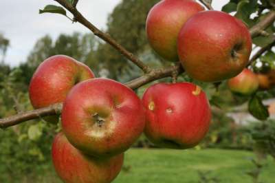 Annie Elizabeth Apple Trees