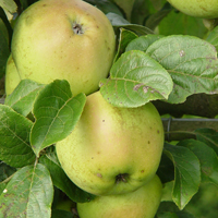 arthur turner apples