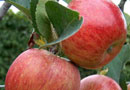 Belle De Boscoop Apple Trees
