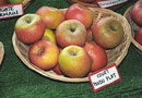 Court Pendu Plat Apple Trees
