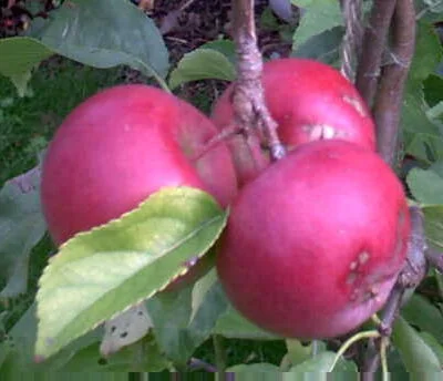 Crimson Queening Apple Trees