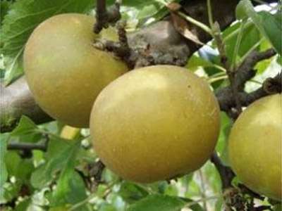 Egremont Russet Apple Trees