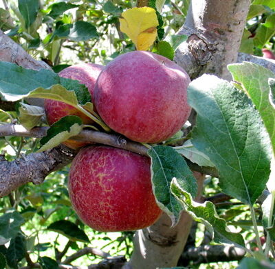 Gavin Apple Trees