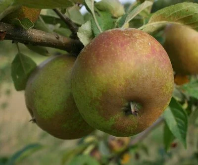 Hereford Russet Apple Trees