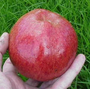 Hereford Beefing Apple Trees