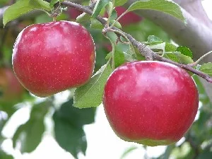 Idared Apple Trees