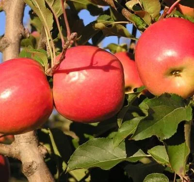 Jester Apple Trees