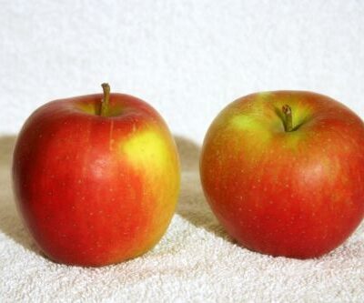 Jonagold Apple Trees