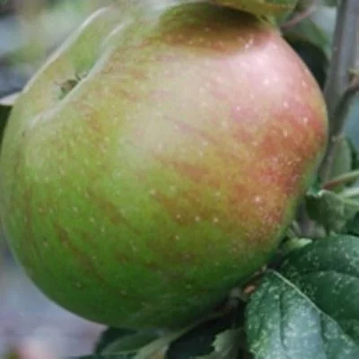 Jumbo - A 1b 20z Cooking Apple - New Apple Trees