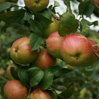 King Of The Pippins Apple Trees