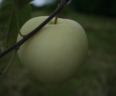 Lord Derby Apple Trees