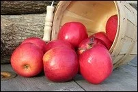 Merton Knave Apple Trees