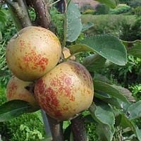 Norfolk Royal Russett Apple Trees
