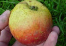 Orleans Reinette Apple Trees