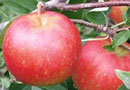 Pixie Apple Trees