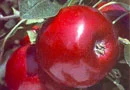 Red Delicious Apple Trees