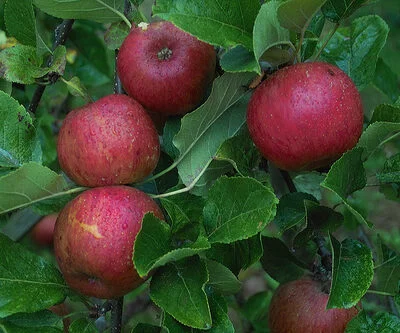 Red Ellison - (The Highly Coloured Ellison's Orange) Apple Trees