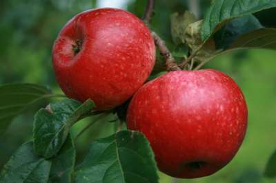 Red Millers Seedling Apple Trees
