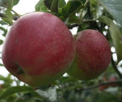Red Peasgood Nonsuch Apple Trees