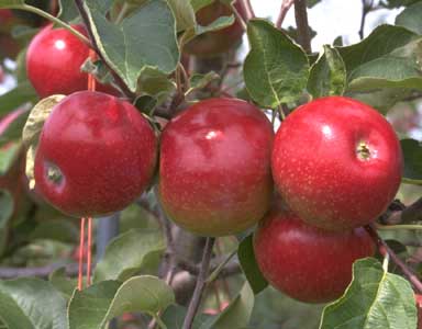 Redsleeves Apple Trees