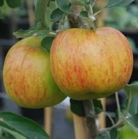 Ribston Pippin Apple Trees