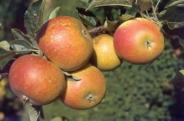 co'x orange apple tree