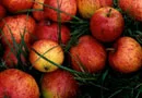 Somerset Red Streak Cider Apple Trees