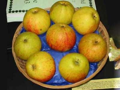 Epicure Apple Trees