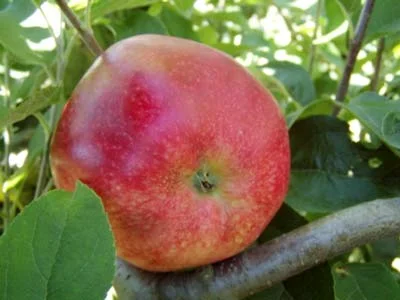 Tydeman's Early Apple Trees