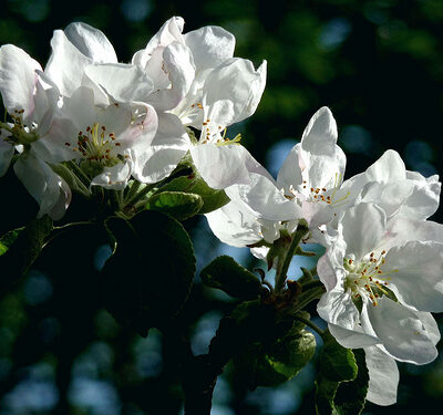 White Knight Apple Trees