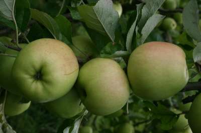 White Melrose Apple Trees