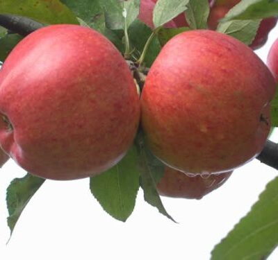 William Crump Apple Trees