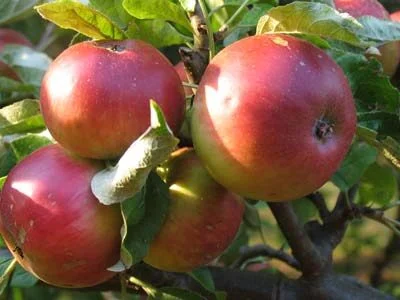 Worcester Pearmain Apple Trees