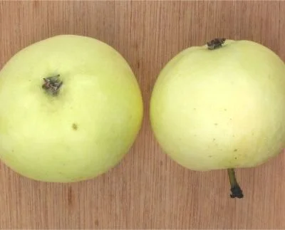 Yellow Ingestrey Apple Trees