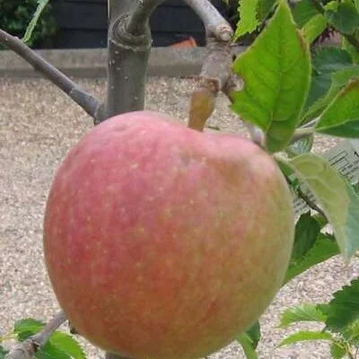 Ballards Seedling Apple Tree