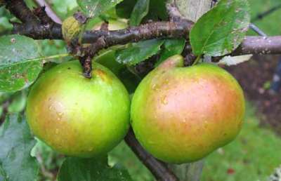Stepover apple tree Bramleys Seedling