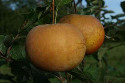 Brownlees Russet Apple Trees