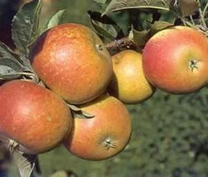 Stepover apple tree Cox's Orange self fertile