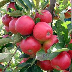 Stepover Apple Tree Red Falstaff