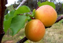 Introducing Gold Cott Apricot Trees
