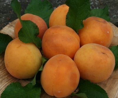 New Compact Apricot Isabelle Apricot Trees